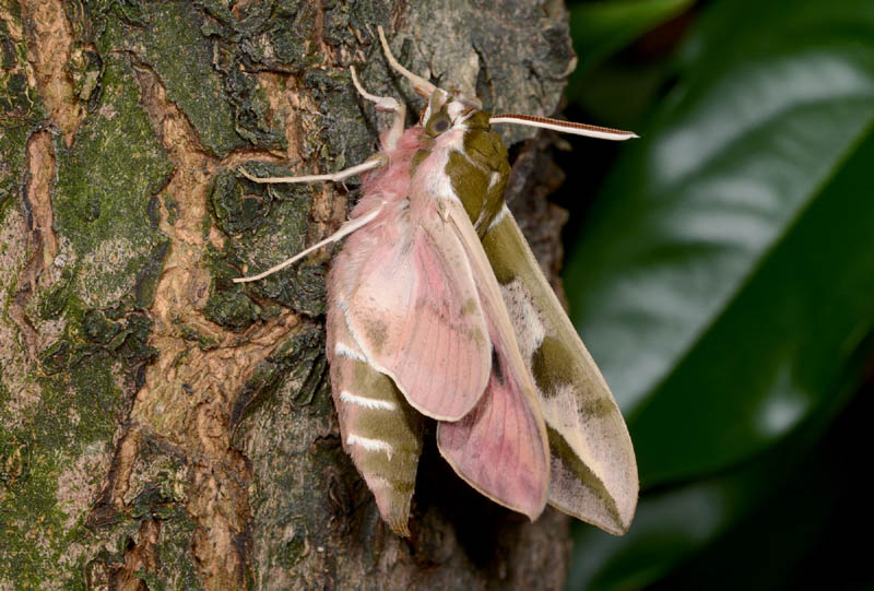 Sfarfallamento di Hyles euphorbiae